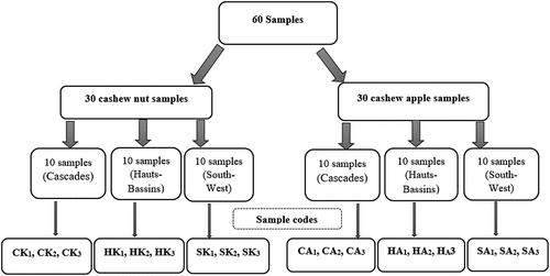 Figure 2. Sample codification. CK: Cascades kernels, HK: Hauts-Bassins Kernels, SK: South-West Kernels CA: Cascades Apples, HA: Hauts-Bassins Apples, SA: South-West Apples