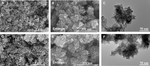 Figure 1 Scanning electron microscopy (SEM) images of nanoparticles: (A and B) M, (D and E) MEC, transmission electron microscopy (TEM) images of nanoparticles: (C) M, (F) MEC.