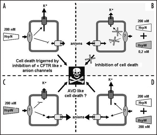 Figure 1 Schema presenting the putative involvements of anion and K+ outward rectifying channels in the control of cell death triggered in non-host Arabidopsis cells by the two harpins of Erwinia amylovora, HrpN and HrpW. (A) Effect of 200 nM HrpN alone or mixed with 0.2 nM HrpW (B). (C) Effect of 200 nM HrpW alone or mixed with 200 nM HrpN (D).