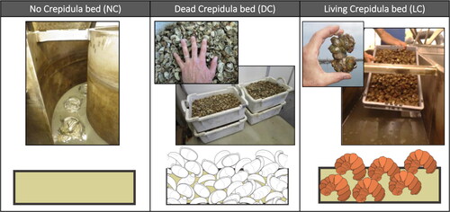Figure 2. Schematics of the three experimental series conducted in the flume: (left panel) with no crepidula (NC), (centre panel) with dead crepidula shells (DC) and (right panel) with stacks of live crepidula (LC).