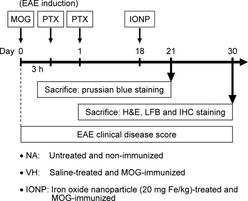 Figure 1 Protocol of EAE induction and ferucarbotran administration.Notes: Female C57BL/6 mice were either left unimmunized (NA; n=8) or subcutaneously immunized with MOG35–55 emulsion (MOG; 0.2 mg/0.2 mL/mouse) on day 0 and then received two intraperitoneal injections of PTX (100 ng/mouse) at 3 and 27 hours post-immunization to induce EAE. A single dose of IONP (20 mg/kg of ferucarbotran, 0.25 mL/mouse) and/or VH (saline, 0.25 mL/mouse) was intravenously administrated to EAE mice on day 18. Clinical symptoms of EAE were daily monitored for 30 days. Three mice in the VH and IONP groups were killed on day 21 for the detection of iron in the brain and spinal cord. The other mice were killed on day 30 and their spinal cords were isolated for further experiments.Abbreviations: EAE, experimental autoimmune encephalomyelitis; IHC, immunohistochemistry; IONP, iron oxide nanoparticle; LFB, Luxol fast blue; MOG, myelin oligodendrocyte glycoprotein; NA, naïve; PTX, pertussis toxin; VH, vehicle.