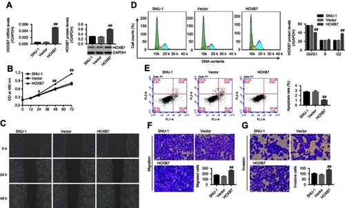 Figure 2 HOXB7 overexpression promoted the cancer progression of SNU1 cells. SNU1cells were transfected with HOXB7overexpression/control vectors.Notes: (A) mRNA and protein levels of HOXB7 assessed by RT-PCR and Western blot, respectively. (B) Cell proliferation at 0, 12, 24, 48, and 72 hours measured using CCK8. (C) Wound-healing process measured by wound-healing assay at 0, 24, and 48 hours. (D) Cell cycle and (E) apoptosis, assessed by annexin V–PI staining. (F) Migration and (G) invasion assessed by transwell chamber (five visual fields randomly selected). #P<0.05; ##P<0.01 versus vector.