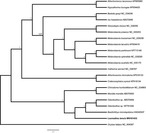 Figure 1. Bayesian phylogram of Atheriniform mitogenomes. Node support values are Bayesian posterior probabilities.