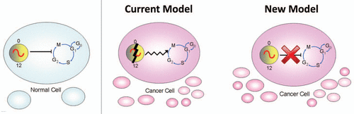 Figure 1 A new model: disconnection of the circadian and cell cycles in cancer cells. In normal (non-cancerous) cells, the circadian rhythm and cell division cycle are tightly linked resulting in a 24 hour rhythm of cell division. According to the current model, since the circadian clock and cell division cycle are linked, dysregulation of the biological clock results in uncontrolled cell division which causes cancer. According to our new model, the circadian and cell cycles are disconnected from each other in tumor cells.
