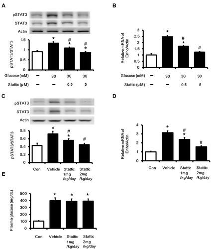 Figure 5 Effects of Stattic on the Enho gene expression in high glucose-exposed HepG2 cells and in the liver tissues of diabetic rats. Cells were treated with high glucose plus tiron (5×10−7M or 5×10−6 M) for 48 h, (A) the ratios of p-STAT3/STAT3 protein levels, (B) Enho mRNA levels were measured. In STZ rat, vehicle or stattic at different doses (1 mg/kg/day or 2 mg/kg/day) were intravenously administered for 7 days, (C) the ratio of p-STAT3/STAT3 protein levels in the liver tissues, (D) Enho mRNA levels in the liver tissues, (E) the blood glucose levels were measured. (C–E) “Con” indicated the nondiabetic control rats. The values are expressed as the mean ± SEMs (n=6). *P < 0.05 compared to the normal control group. #P < 0.05 compared to the vehicle-treated diabetic group.