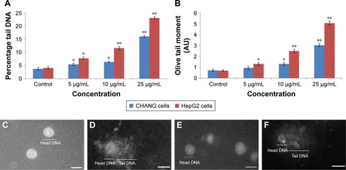 Figure 10 DNA strand breakage in CHANG and HepG2 cells due to the rGO–Ag nanocomposite.Notes: (A) Tail DNA (%). (B) Olive tail moment. (C) Untreated (CHANG) cell. (D) Treated CHANG cell (25 µg/mL of rGO–Ag nanocomposite). (E) Untreated (HepG2) cell. (F) Treated HepG2 cell (25 µg/mL of rGO–Ag nanocomposite). Each value represents the mean±SE of three experiments. *p<0.05 and **p<0.01 vs control. Scale bar =50 µm.Abbreviations: rGO–Ag, silver-doped reduced graphene oxide; SE, standard error.