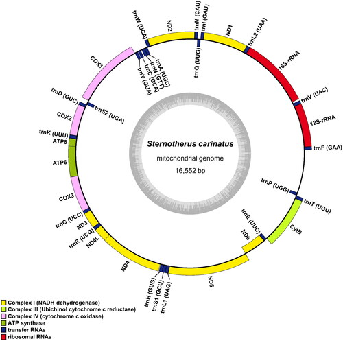 Figure 2. Mitochondrial genome map of Sternotherus carinatus. Genes encoded on the heavy strand are written outside the circle and genes on the light strand inside the circle. The dark and light parts in the grey circle represent GC and at contents, respectively.