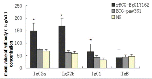 Figure 5. Concentration of the IgG in different groups. IgG sub-classes and the IgE antibodies response against rBCG-EgG1Y162 were detected by ELISA. Serum samples come from BALB/c mice 6 weeks after first immunization. Antibody levels were significant differences between the immunized group and the control group (*P < 0.05, **P < 0.01). Mice immunized by rBCG-EgG1Y162 generated specific high levels of IgG1, IgG2b, and IgG2a.