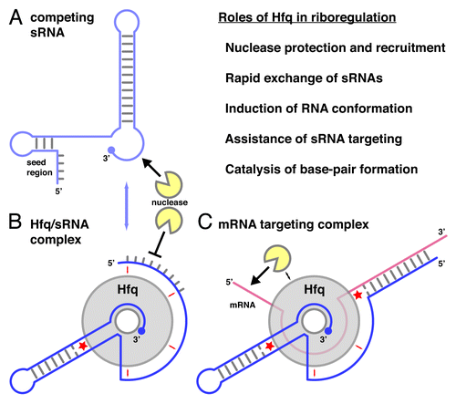 Figure 5. Roles of Hfq in riboregulation. (A) Schematic structure of an sRNA with a 5′-terminal seed region and a 3′-terminal terminator stem-loop structure. sRNAs compete rapidly for Hfq binding (blue arrow). (B) Hfq/sRNA complex. The sRNA is shown with its 3′-end anchored in the proximal site of Hfq and its body adapted to the lateral sites (small red arrows). (C) mRNA targeting complex with an mRNA bound to the distal surface of Hfq. The lateral sites assist in the (de-) formation of base-pairs (red asterisks). The topology of the complexes may vary from case to case;Citation72 the directionality of the RNA on the proximal and distal surfaces of Hfq corresponds to the crystal structures. Figure modified from Sauer, et al.Citation42