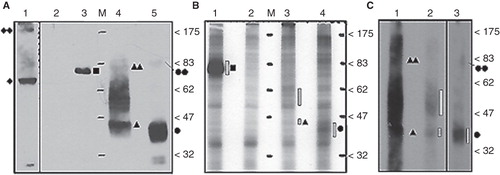 Figure 1. In vivo 32PO4- labeled N-3 × FLAG-hENT1 and mENT1 extracted from crude lysates and total-membrane enriched lysates. (A) Anti-3 × FLAG immuno-detection of tagged recombinant proteins from crude lysates prepared from non-labeled cells (1.2 μg total protein per lane). Lane 1: GFP-hENT1 (diamond) detected with anti-GFP antibodies. Lane 2: GFP-hENT1 (negative control). Lane 3: N-3 × FLAGMEKK3 (positive control, square). Lane 4: N-3 × FLAGhENT1 (triangle). Lane 5: N-3 × FLAG-mENT1 (circle). Putative dimers or protein complexes of ENT1s (double symbols) are present along with hENT1 aggregated/variably glycosylated products (between the 47–83 kDa markers). (B) Autoradiograph of FLAG-purified 32PO4-labeled recombinant proteins from crude cell lysates. Lane 1: 32PO4- labeled N-3 × FLAGMEKK3 (positive control). Lane 2: GFP-hENT1 (negative control). Lane 3: 32PO4- labeled N-3 × FLAG-hENT1. Lane 4: 32PO4- labeled N-3 × FLAG-mENT1. Presence of 32PO4- labeled recombinant protein is emphasized with dashed bars. Each lane was loaded with equal amounts of purified protein. (C) Autoradiography establishes the presence of 32PO4- labeledN-3 × FLAG-hENT1 and mENT1, purified from total membrane enriched lysates. 32PO4- labeled protein is indicated by dashed bars. Lanes 1 and 2: N-3 × FLAG-hENT1, ∼ 10 μg and 2.5μg. Lane 2: Loaded with less labeled protein to avoid interference by film overexposure. Monomeric and putative dimer complexes are observed as broad bands indicated by filled single and double symbols, while aggregated/ variably glycosylated products are present as dark smears. Lane 3: N-3 × FLAG-mENT1, ∼ 10 μg total protein. Representative images are shown based on five independent experiments with similar results.