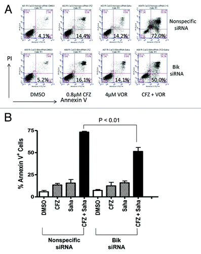 Figure 8. Bik mediates synergism by carfilzomib/vorinostat in proteasome inhibitor-resistant cells. (A) R-Cal33 cells were seeded in 24-well plates, grown overnight, then transfected for 6 h with nonspecific siRNA or Bik siRNA. The transfected cells were then treated for 36 h with the indicated concentrations of CFZ alone, VOR alone, or the CFZ/VOR combination. Following treatment, the floating and attached cells were collected and combined, then subjected to flow cytometric analysis of Annexin V/PI staining. A representative experiment is shown, with numbers indicating the percentage of Annexin V-positive cells. The experiment was performed 3 times with similar results. (B) Data from the three independent experiments performed in (A) were combined and graphed. Columns represent the mean of values obtained in the 3 experiments, and error bars represent standard deviations.