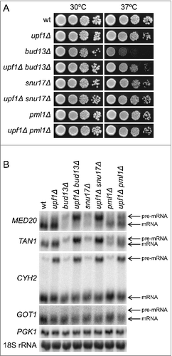 Figure 3. The inactivation of NMD in RES mutants causes accumulation of MED20 pre-mRNA. (A) Effects of the upf1Δ allele on growth of bud13Δ, snu17Δ, and pml1Δ cells. The wild-type (UMY2219), upf1Δ (MJY537), bud13Δ (MJY546), bud13Δ upf1Δ (MJY555), snu17Δ (MJY548), snu17Δ upf1Δ (MJY557), pml1Δ (MJY535), and pml1Δ upf1Δ (MJY559) strains were grown over-night in YEPD medium, serially diluted, spotted on YEPD plates, and incubated at 30°C or 37°C for 2 d. (B) Northern analysis of total RNA isolated from wild-type (UMY2219), upf1Δ (MJY537), bud13Δ (MJY546), bud13Δ upf1Δ (MJY555), snu17Δ (MJY548), snu17Δ upf1Δ (MJY557), pml1Δ (MJY535), and pml1Δ upf1Δ (MJY559) cells grown in YEPD medium at 30°C. The blot was probed for MED20, TAN1, CYH2, GOT1, and PGK1 transcripts using randomly labeled DNA fragments. 18S rRNA was detected using an oligonucleotide probe.