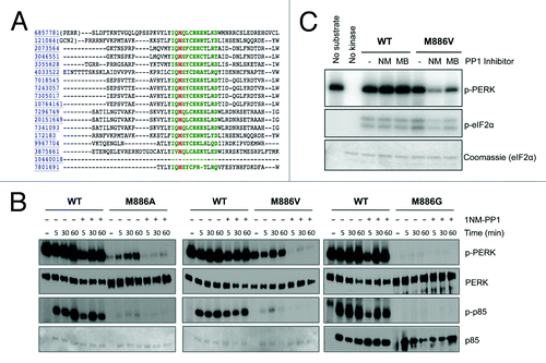 Figure 1. The gatekeeper residue for PERK is methionine 886. (A) Sequence alignment of the PERK ATP-binding pocket with related kinases predicts the conserved gatekeeper residue, shown in red. (B) PP1 inhibitors inhibit the gatekeeper mutant in vitro. Recombinant WT PERK-ΔN and PERK-ΔN M886V (left) or M886A (right) were pre-incubated with 1-NM-PP1 (NM) or 3-MB-PP1 (MB). Kinase was then incubated with recombinant eIF2α in the presence of γ-32P-ATP. Reactions were run on an SDS-PAGE gel and exposed to film. (C) Recombinant WT PERK-ΔN or PERK-ΔN M886G/A/V were pre-incubated with 1-NM-PP1. Kinase was then incubated alone (−) or with p85 substrate in the presence of γ-32P-ATP. Reactions were run on an SDS-PAGE gel and exposed to film. Western blots were performed against total levels to confirm equal loading (Ponceau stains for p85 shown for M886A, M886V).