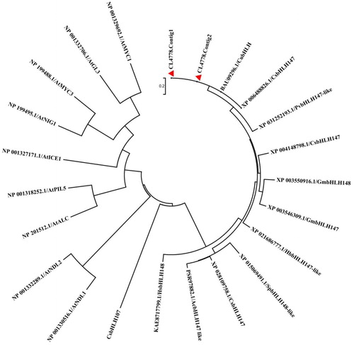 Figure 4. Phylogenetic relationships of the deduced amino acid sequences of bHLH proteins in pummelo and bHLHs in other species.