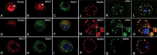 Figure 5.  Drosophila Notch redirects the nuclear localization of Su(dx) to the early endosome. (A) Full-length Su(dx) and B) Su(dx)HECT both display nuclear (arrows) and cytoplasmic staining when expressed in S2 cells. (C) Drosophila Notch localization when expressed in S2 cells is localized at the cell surface and in intracellular vesicles. (D–F) When coexpressed, Su(dx) (red) and Notch (green) co-localize in cytoplasmic vesicular compartments and Su(dx) is excluded from the nucleus. (G–I) When the HECT domain (red) was coexpressed with Notch (green), both proteins colocalized and this was correlated with depletion of Su(dx)HECT from the nucleus. The nucleus in the merged images F and I is shown stained with DAPI (blue). Su(dx) and Su(dx)HECT are stained using a C-terminal V5 epitope and N-terminal HA-epitope tags, respectively. (J–O) S2 cells were cotransfected with Notch and full-length Su(dx) (J–L) and the HECT domain of Su(dx) (M–O), and costained for Su(dx) and the early endosome marker Hrs. Both full-length Su(dx) and the HECT domain construct were associated with Hrs positive vesicles. An enlarged view of the vesicular compartments showing the localization of HECT and Hrs together is shown in insets (M-O). (P–R) Surface labeled Notch, stained with anti NECD (Q) becomes internalized into an endocytic compartment where it colocalizes with Su(dx) (P and merged image, R).