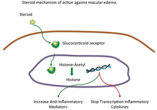 Figure 3. Steroids bind to intracytoplasmic glucocorticoid receptor which translocates to the nucleus and deacetylates histone turning of inflammatory genes and transcribing anti-inflammatory genes.