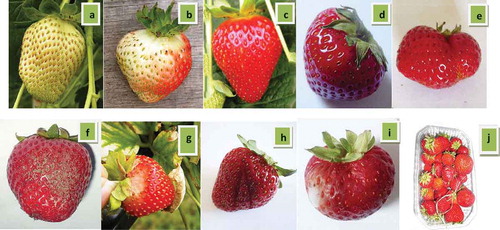 FIGURE 1 Examples of some quality criteria set for strawberries in the present survey: (a) unripe/greenish white; (b) semi-ripe; (c) almost ripe (red and cone shaped); (d) ripe (dark red color); (c) malformed; (f) soiled; (g) insect damage; (h) cuts; (i) moldy with squashy spots; and (j) presence of foreign matter.