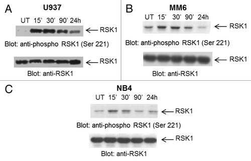 Figure 1. As2O3 induces phosphorylation of RSK1. U937 (A), MM6 (B) and NB4 (C) cells were treated with As2O3 for the indicated times. (Upper panels) Total cell lysates were resolved by SDS-PAGE and immunoblotted with an antibody against the phosphorylated form of RSK1 on Ser 221. (Lower panels) Equal amounts of cell lysates from the same experiments shown in the upper panels were analyzed separately by SDS-PAGE and immunoblotted with an anti-RSK1 antibody, as indicated.