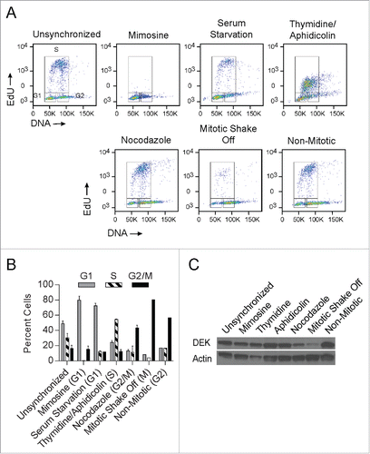 Figure 2. DEK protein is sharply reduced in mitotic cells. NIKS were treated with mimosine or serum starvation to induce cell cycle arrest in the G1 phase, with a combination of thymidine and aphidicolin to induce cell cycle arrest in S phase, and with nocodazole or underwent a mitotic shake off to enrich for cells in G2/M phase. Mitotic shake off occurred after treatment with colcemid 20 nM for 24 hours. (A) Cellular arrest in the expected phase of the cell cycle was verified by flow cytometry. Cells were pulsed with EdU for 2 hours then stained with 7AAD to determine DNA content. (B) Percent cells from the gated areas of G1, S, and G2/M were quantified from (A). (C) Cells were treated as in (A) and subjected to protein gel blot analysis to detect DEK protein (Aviva Systems Biology) levels throughout the cell cycle.