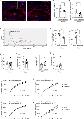 Figure 7. Depletion of gut bacteria reduces β-secretase activity in the brain of Il-17a-wildtype, but not Il17a-deficient APP-transgenic mice.