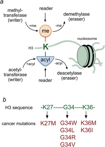 Figure 1. Histone lysine PTMs and oncogenic mutations. (a) Schematic representation of writers, readers and erasers targeting lysine residues in histone tails of the nucleosome. (b) Residues of the H3 tail and mutations that have been linked to cancer are colored green and red, respectively.