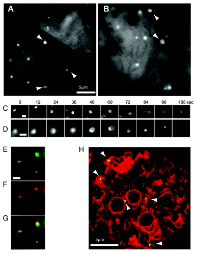 Figure 3. High magnification imaging of the expansion of mechanically-induced autophagosomes. Ax3 cells expressing either (A) GFP-Atg8 or (B) GFP-Atg18 were imaged 20 min after capillary action-compression. Arrows indicate cup or circle structures, the full time-lapse series are shown in Video S2 and S3. Sequential images of individual forming autophagosomes visualized with GFP-Atg8 or GFP-Atg18 are shown in (C and D) respectively. Bars in (A and B) represent 10 μm and 2 μm respectively. Both markers localize to the same structure in compressed cells co-expressing (E) GFP-Atg8 and (F) tagRFP-Atg18; (G) shows the merged image and the complete time-lapse is shown in Video S1. (H) Image from a time-lapse series of compressed cells co-expressing the ER marker vmp1-mRFPmars and GFP-Atg18 observed by confocal microscopy. Arrows indicate forming autophagosomes. The full sequence can be seen in Video S4.