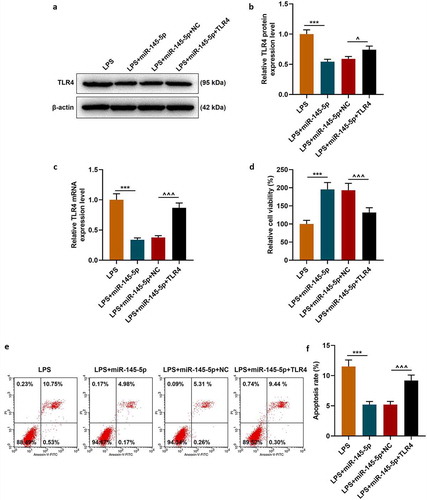 Figure 7. MiR-145-5p inhibited TLR4 expression and TLR4 overexpression significantly reversed the protective effect of EX-miR-145-5p on PC12 cell viability, inhibition of apoptosis