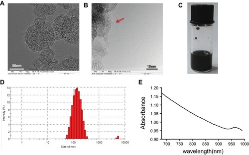 Figure 1 Characterization of SWCNHox. (A, B) Transmission electron microscope images of SWCNHox, the red arrow indicates the hole of SWCNHox. (C) Picture of SWCNHox suspensions in PBS. (D) Particle size distribution of suspensions of SWCNHox in PBS with BSA as the suspending agent measured by dynamic light scattering analysis. (E) The absorption spectrum of SWCNHox in double-distilled water.
