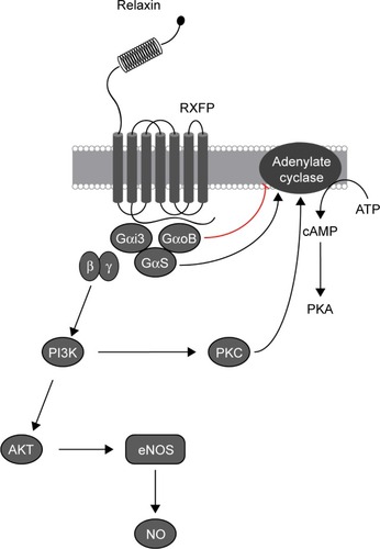 Figure 3 Effect of relaxin binding with RXFP family receptor.(/p)(/p)Note: Mediated by G-proteins, the response involves activation of adenylate cyclase, increase in cAMP accumulation, as well as NO production.(/p)(/p)Abbreviations: RXFP, relaxin family peptide; ATP, adenosine triphosphate; cAMP, cyclic adenosine monophosphate; PKA, protein kinase A; Gαi3, Gαi subunit 3; GαoB, Gαo subunit B; GαS, Gα subunit S; β, Gβ subunit; γ, Gγ subunit; PI3K, Phosphatidylinositol-3 kinases; AKT, protein kinase B; PKC, protein kinase C; eNOS, endothelial nitric oxide synthase; NO, nitric oxide.