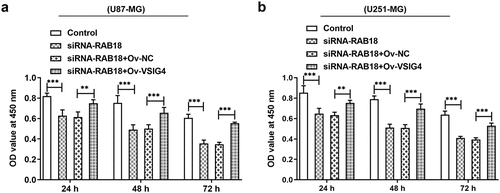 Figure 8. (a–b) The analysis of cell viability in U87-MG and U251-MG cells. **p < 0.01, ***p < 0.001