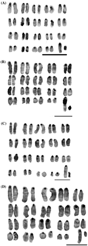 Figure 2. C-banded karyotypes of the house mouse. (A) Mashhad (M. m. musculus); (B) Zabol (Close to castaneus); (C) Shiraz (M. m. castaneus); (D) Uromia (M. m. domesticus). Bar = 4 μm.