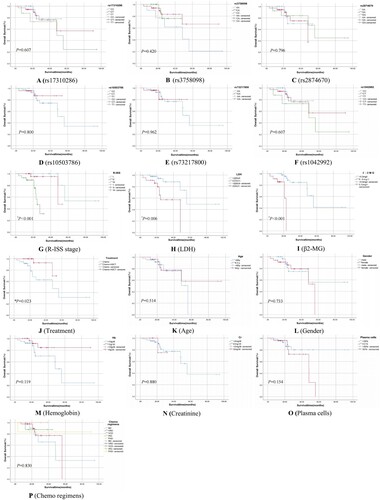 Figure 1. Kaplan-Meier survival curves of MM patients with different BNIP3L polymorphisms and clinical parameters by log-rank test (A–F: rs17310286, rs3758098, rs2874670, rs10503786, rs73217800, rs1042992, all P > 0.05; G–J: R-ISS stage, LDH, β2-MG, Treatment, all *P < 0.05; K–P: Age, Gender, Hb, Cr, and Plasma cells, Chemotherapy regimens, all P > 0.05).