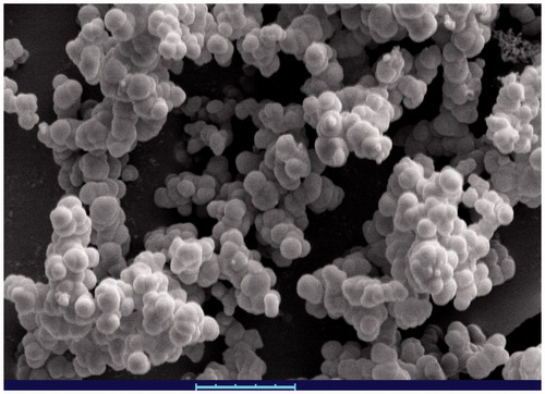 Figure 1. Scanning electron microscope of Esx-V adsorbed of aluminum hydroxide nanoparticles.