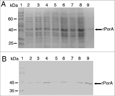Figure 2. Purification of PorA recombinant protein from E. coli BL21 (DE3) culture using Ni-NTA column chromatography. A. Analysis of fractions by 10% SDS-PAGE. Lane 1 = Mark12TM unstained protein standard (Invitrogen). Lane 2 = total bacterial extract before purification. Lanes 3 to 10 = 2 ml fractions of purified rPorA eluted from a Ni-NTA column under denaturing conditions (8 M urea), as described in the methods section. B. Western Blot of the same purified rPorA fractions. Lane 1 = PageRulerTM Prestained Protein (Fermentas). Lane 2 = Total bacterial extract before purification. Lanes 3 to 10 = Fractions of purified rPorA.