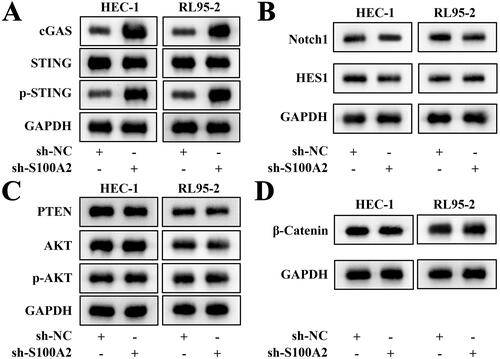 Figure 3. The representative photos of the key protein of cGAS/STING, Notch1/HES1, PTEN/AKT and beta-catenin pathways obtained by western blot, n = 3.