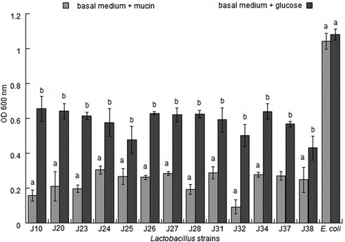 Figure 1. Cell growth of different Lactobacillus strains in basal medium added with mucin or glucose at 24 h of incubation. The results showed statistical differences (p < .05, Student’s t-test) between basal medium + mucin and basal medium + glucose.