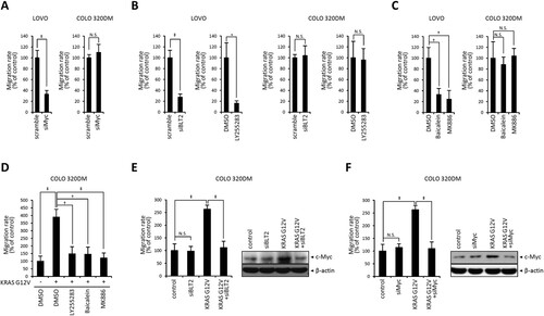 Figure 3. 5/12-LO/BLT2 and c-Myc contribute to the migration of KRAS-mutant CRC cells. (A) LOVO and COLO 320DM cells were transfected with siMyc or control siRNA (scramble) for 24 h. Then, wound healing assays were performed to measure the migration rate over 24 h. (B) LOVO and COLO 320DM cells were transfected with siBLT2 or control siRNA (scramble) for 24 h or treated with DMSO or LY255283 (10 μM) for 24 h. Then, wound healing assays were performed as described in A to measure the migration rate. (C) LOVO and COLO 320DM cells were treated with DMSO, baicalein (10 μM), or MK886 (2.5 μM) for 24 h, and wound healing assays were performed as described in A to measure the migration rate. (D) COLO 320DM cells were transfected with pCGN-KRAS-G12 V or a control vector for 24 h and then treated with DMSO, LY255283 (10 μM), baicalein (10 μM), or MK886 (2.5 μM) for 24 h. Wound healing assays were performed as described in A to measure the migration rate. (E) COLO 320DM cells were transfected with pCGN-KRAS-G12 V or a control vector for 3 h and then transfected with siBLT2 or control siRNA for 21 h. Wound healing assays were performed as described in A to measure the migration rate, and immunoblotting was conducted to detect c-Myc and β-actin protein levels. (F) COLO 320DM cells were transfected with pCGN-KRAS-G12 V or a control vector for 3 h and then transfected with siMyc or control siRNA for 21 h. Wound healing assays were performed as described in A to measure the migration rate, and immunoblotting was conducted to detect c-Myc and β-actin protein levels. All quantitative data are shown as the mean ± SD of three independent experiments. *P < 0.05, †P < 0.01, ‡P < 0.005.