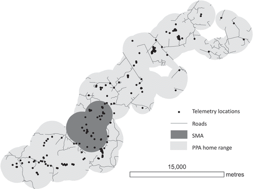 Figure 3. Defining the PPA home range and SMA for one male bear.