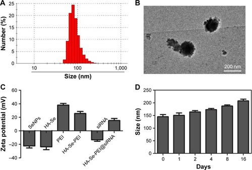 Figure 2 Characterization of HA-Se-PEI@siRNA complex. (A) Particle size distributions of HA-Se-PEI@siRNA complex. (B) Representative TEM image featuring HA-Se-PEI@siRNA complex. (C) Zeta potentials of SeNPs, HA-Se, PEI, HA-Se-PEI, siRNA, and HA-Se-PEI@siRNA. (D) Stability observation of HA-Se-PEI nanoparticle in aqueous solutions.Abbreviations: HA-Se, SeNP conjugated with hyaluronic acid; HA-Se-PEI, SeNP conjugated with hyaluronic acid and PEI; HA-Se-PEI@siRNA, siRNA-loaded selenium nanoparticle conjugated with hyaluronic acid and PEI; PEI, polyethylenimine; SeNPs, selenium nanoparticles; siRNA, small interfering RNA.