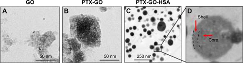 Figure S1 TEM images of nanosized GO, PTX-GO, and PTX-GO-HSA nanoparticles.Abbreviations: HSA, human serum albumin; TEM, transmission electron microscopy; PTX, paclitaxel; GO, graphene oxide.