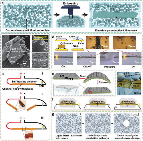 Figure 2. Cases of mechanical stimulation induced droplet coalescence for self-healing of LMs. A. Schematic to illustrate the embossing process of discrete insulated LM microdroplets in elastomer matrix to form a connected conductive network. Reproduced with permission from ref [Citation47]. Copyright 2021, nature publishing group. B. SEM image to display local mechanical sintering of LM (EGaIn) nanoparticles. Detailed views highlight the formation of liquid EGaIn during pressing (top-right) and intact nanoparticles (bottom-right). Reproduced with permission from ref [Citation48]. Copyright 2015, Wiley-Blackwell. C. Schematic diagram of disconnection and reconnection of a basic electronic circuit using self-healing wire, where EGaIn is injected into microchannels fabricated with self-healing polymers. Reproduced with permission from ref [Citation49]. Copyright 2013, Wiley-Blackwell. D. Schematic diagram of self-healing LM line patterned on paper substrate. Reproduced with permission from ref [Citation50]. Copyright 2018, Wiley-Blackwell. E. Schematic detailing the self-healing flexible conductive LM/ITO film using a synergistic mechanism of mechanical stimulation and the spontaneous capillary-induced core suction of LM droplets. Reproduced with permission from ref [Citation6]. Copyright 2019, MDPI (Basel, Switzerland). F. Schematic illustrating a self-healing multilayer electrical circuit, where the LM flows are released from microcapsules to the damaged area upon encountering a crack. Reproduced with permission from ref [Citation51]. Copyright 2012, Wiley-Blackwell. G. Schematic diagram depicting an autonomously electrically self-healing LM – elastomer composite. Inset: equivalent electrical circuit schematic. Reproduced with permission from ref [Citation52]. Copyright 2018, Springer nature.