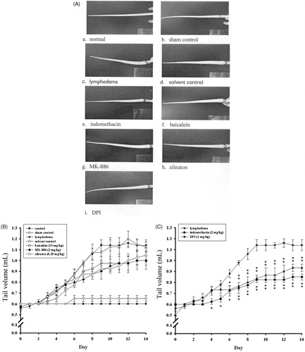 Figure 3.  Effects of various enzyme inhibitors on surgically induced lymphedema. (A) In vivo imaging of a mouse tail on postsurgical day 14. (B) Quantitative assessment of tail volume (mL) on days 0–14. (C) Effects of indomethacin and DPI on tail volume. Points represent the mean ± S.E.M. (n = 4).