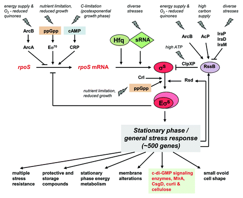 Figure 2. Signal integration via transcription factors, sRNAs, and modulators of protein turnover in the control of RpoS and RpoS-dependent functions in E. coli. At least four levels of control can be distinguished, i.e., rpoS transcription, rpoS mRNA translation, RpoS (σS) activation by binding to RNAP core enzyme, and RpoS proteolysis. Numerous environmental signals are integrated at all these levels, with several key signaling systems—such as the stress alarmone (p)ppGpp or the ArcB/ArcA+RssB phosphorelay system—affecting more than one regulatory level (for reviews, see references Citation20, Citation25, and Citation132. By controlling approximately 500 genes,Citation21 RpoS-containing RNAP globally changes cellular physiology as indicated. Via sigma factor competition for RNAP core enzyme, RpoS also provides for negative feedback on its own σ70-dependent expression. In addition, the RpoS-dependent proteins RssB and Rsd generate negative and positive feedback loops by promoting RpoS proteolysis and RpoS binding to RNAP, respectively.