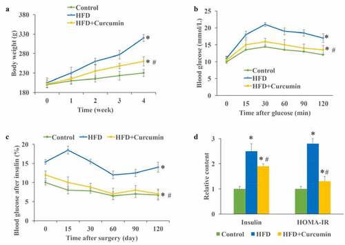 Figure 2. Curcumin improved hyperglycemia and insulin resistance in diabetic mice. (a) Curcumin significantly slowed down the increase of body weight caused by HFD; (b) The glucose tolerance test was measured to investigate the influence of curcumin on hyperglycemia-lowering effect; (c) The insulin tolerance test was measured to investigate the influence of curcumin on hyperglycemia-lowering effect; (d) The levels of fasting insulin and HOMA-IR were measured. *P < 0.05 compared to control group. #P < 0.05 compared to the HFD group. Ten rats were used in each group. Three independent experiments were performed in these experiments