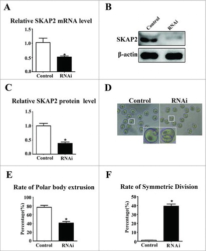 Figure 2. Effects of SKAP2 RNAi on mouse oocyte meiotic maturation. (A) SKAP2 mRNA levels after siRNA injection were significantly decreased. (B) Representative images of SKAP2 protein level in the SKAP2 siRNA-injected group and the control. SKAP2 protein expression was significantly reduced after siRNA injection. (C) Relative level of SKAP2 protein in the SKAP2 siRNA-injected group was lower than in the control. (D) Representative images of polar body in the SKAP2 siRNA-injected and control oocytes. (E) Rate of first polar body extrusion in the SKAP2 siRNA-injected group was lower than in the control. (F) Rate of symmetrical division in SKAP2 siRNA-injected oocytes was higher than in the control. Data are presented as mean ± SEM of three independent experiments, *: significant difference (P < 0.05).