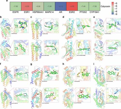 Figure 5. (a) The binding energy data in core genes were showed in details. (b) Molecular docking findings revealed the biological structure features of core proteins/targets in details