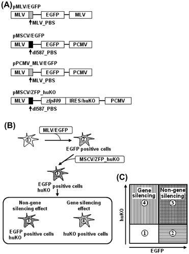 Fig. 1. Schematic diagram of fluorescent reporter-containing vector system combined with flow cytometry methodology.