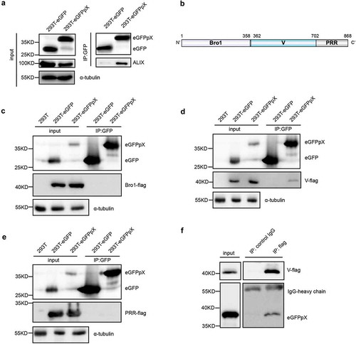 Figure 4. pX interacts with the V domain of ALIX, an important exosome biogenesis protein. (a) ALIX was coimmunoprecipitated with eGFPpX. Cell lysates of eGFP- or eGFPpX-expressing 293T cells were incubated with anti-GFP nanobody agarose beads as described in the Methods section. Proteins were analyzed by western blotting. (b) Schematic representation of the three domains in ALIX. Numbers indicate the sites of amino acids. (c–e) Identification of the V domain of ALIX that interacts with pX. The C-termini of the Bro1, V and PRR domains of ALIX were tagged with Flag to produce Bro1-Flag (c), V-Flag (d) and PRR-Flag (e), respectively, which were separately expressed in 293T-eGFP and 293T-eGFPpX cells. Co-IP assays were performed with anti-GFP nanobody agarose beads. 293T cells were used as a negative control to confirm rabbit anti-Flag specificity. (f) Co-IP assay with anti-flag to confirm the interaction between the V domain of ALIX and pX. Co-IP was performed using cell lysates of 293T-eGFPpX with anti-flag M2 agarose bead (Thermo Fisher), and mouse-IgG was used as a negative control.