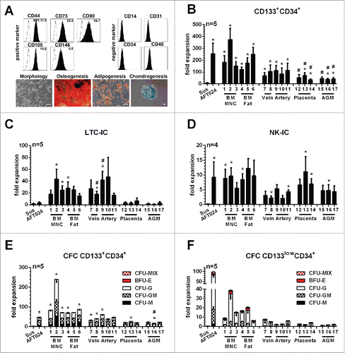 Figure 2. Phenotypical/functional characterization of primary human MSCs and expansion of phenotypical and functional primitive haematopoietic cells in co-culture with primary human MSCs (A) Plots: Representative analyze of the cell surface marker expression on MSC BM MNC 1 (black histograms) in comparison to isotype-controls (white histogram). Numbers indicate the mean fluorescence intensity (MFI) of the specific staining. Pictures: Representative morphology of MSC BM Fat 6 and proof of tri-lineage differentiation potential into Osteocytes, Adipocytes and Chondrocytes. (Scale-bar: 50µm) Fold-expansion of (B) primitive haematopoietic cells revealing (C) LTC-IC, (D) NK-IC- and (E and F) CFC potentials in co-culture with human MSCs derived from different tissues, AFT024 stromal cells and in suspension culture. Primitive haematopoietic cells revealing CFC potentials were subdivided regarding their arising colony types (BFU-E, CFU-M, CFU-G and CFU-GM and CFU-MIX) (mean ± SEM; */#: p-value < 0.05, tested against *Sus or #AFT024).