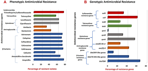 Figure 2 Prevalence of AMR-phenotypes and associated genes in commensal E. coli isolates. (A) AMR phenotypes among E. coli isolates; (B) AMR-associated genes harbored by E. coli resistant phenotypes.